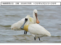 千葉県野鳥の会