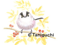 「体験“タマゴ式”鳥絵塾」谷口高司