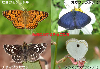 認定NPO法人　日本チョウ類保全協会